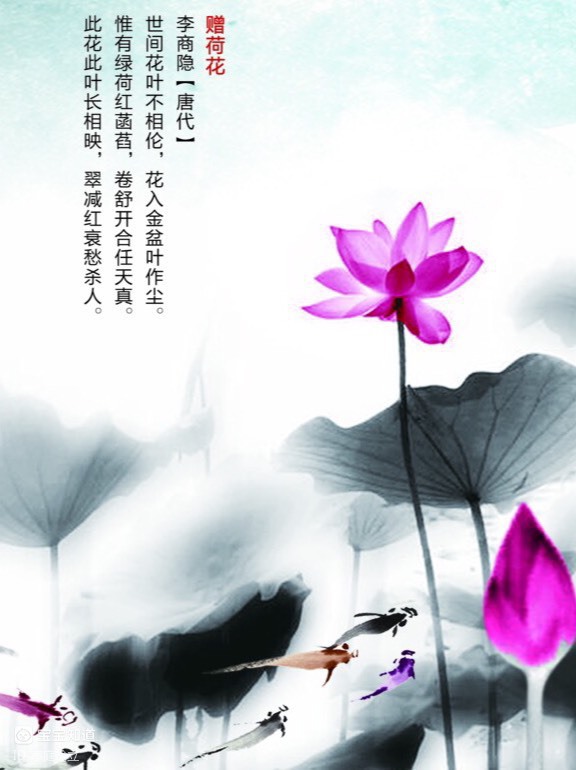 国学分享李商隐赠荷花