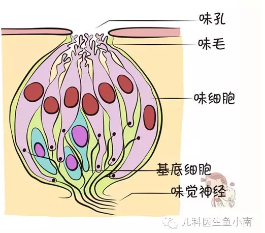 嗅觉,味觉,痛觉,这些都是谁教宝的?