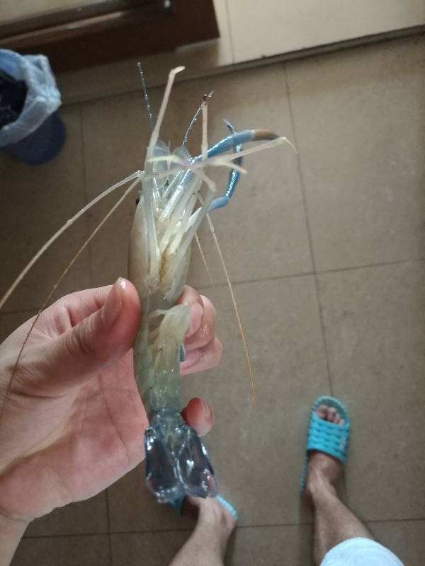 大神,这个虾叫什么呀,是海里的还是河里的,孕妇可以吃