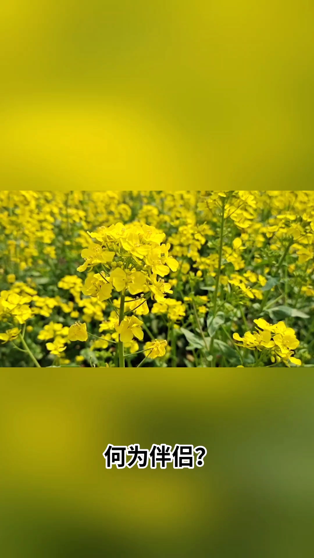 [每日随拍]何为伴侣 财米油盐烟火气