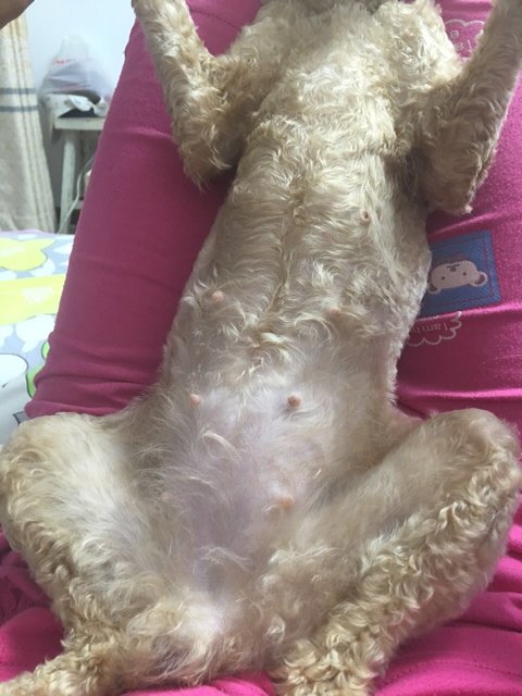 请问我家狗狗配完45天了,看这肚子像是怀孕的吗?