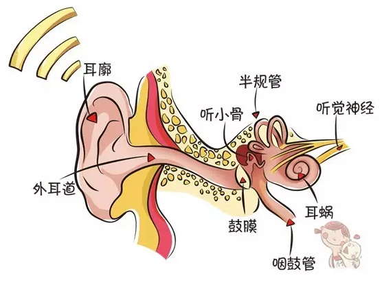 听觉筛查又是怎么回事?