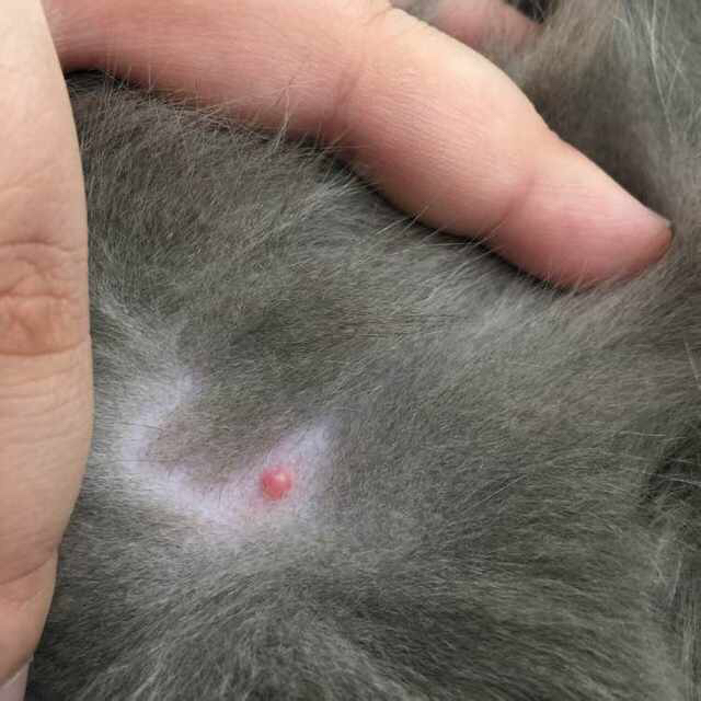 母猫的乳头变大是怀孕吗?