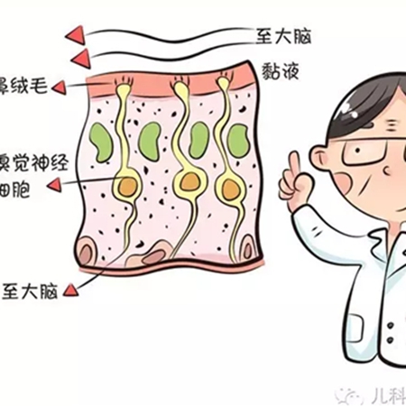 嗅觉,味觉,痛觉,这些都是谁教宝的?
