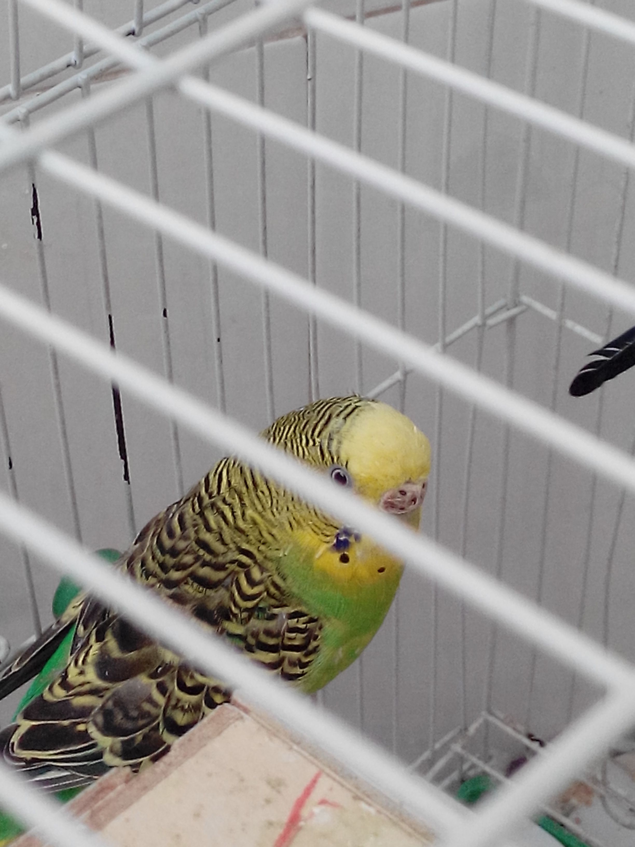 虎皮鹦鹉怀孕什么样