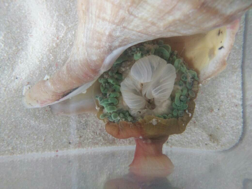奶嘴海葵求状态,昨天刚买的,晚上看起来就有一点发绿,早上就这样了,是