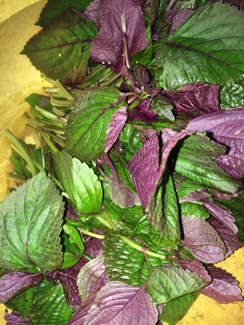 孕妇能食用紫苏吗?