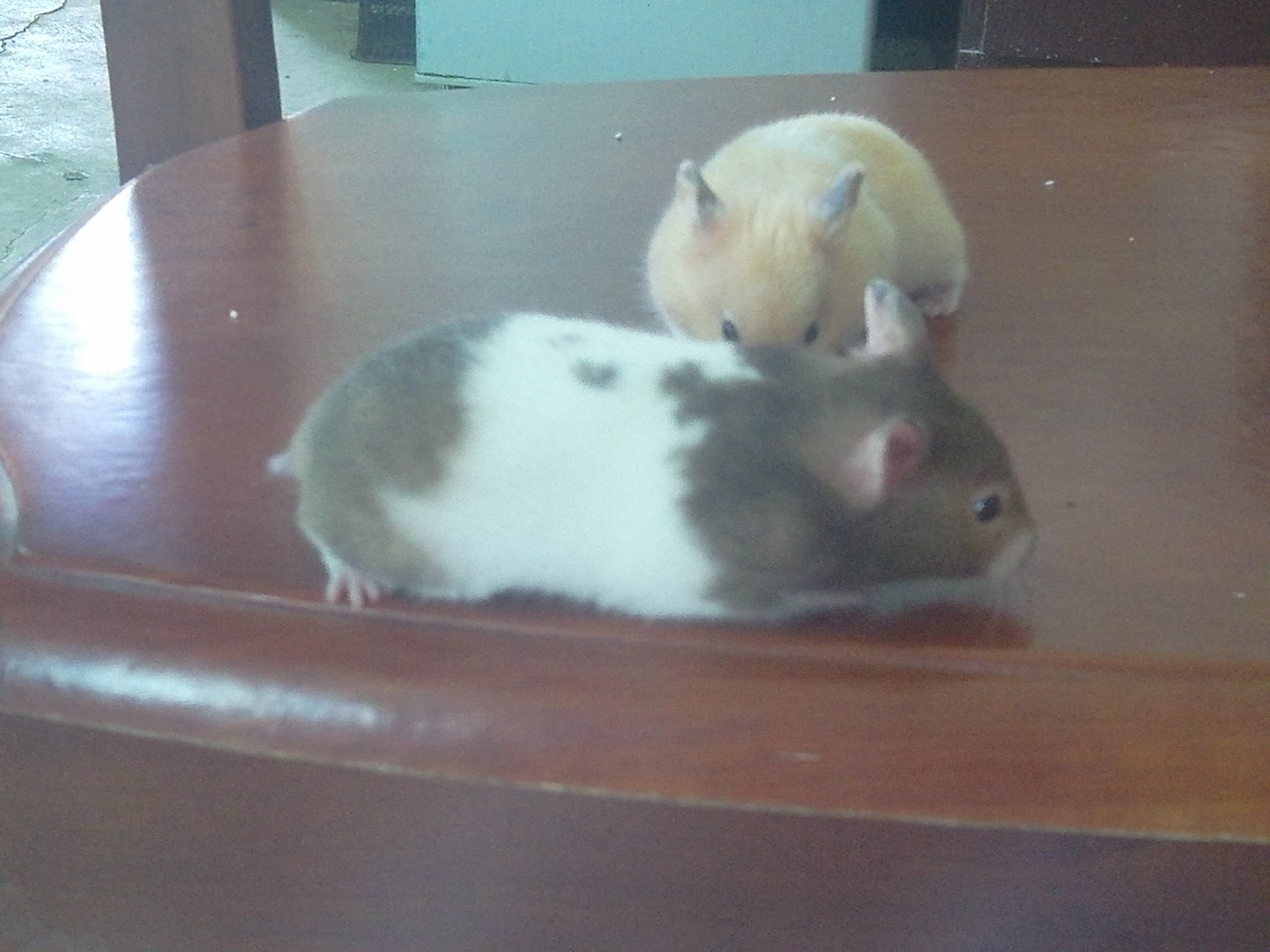 我的母眼圈熊怀孕了,可公金丝熊又和它交配了一下,会流产吗?