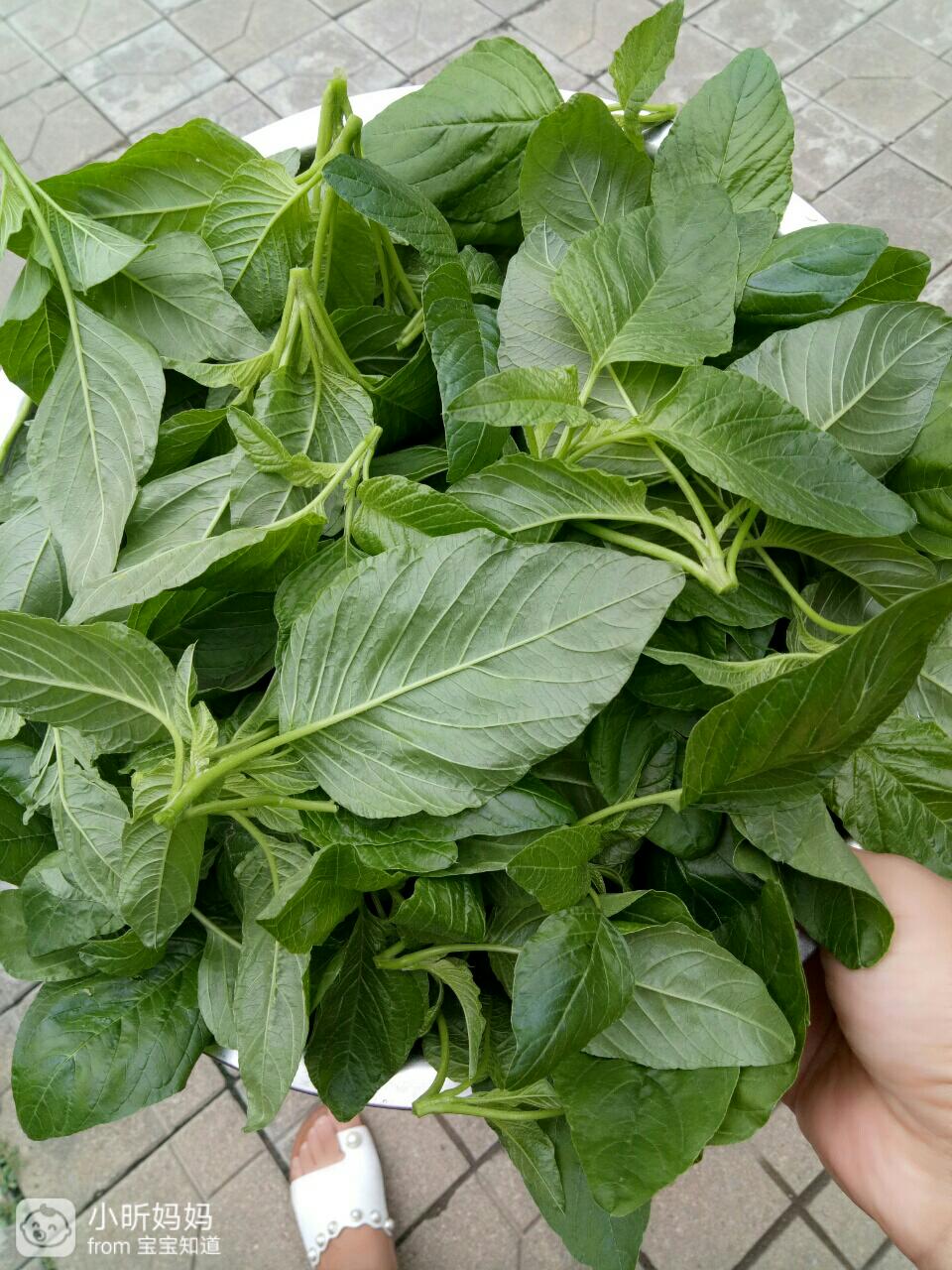 家门前好吃的云星菜