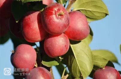 [转载分享]孕妇能吃沙果吗 孕妇吃沙果的注意事项