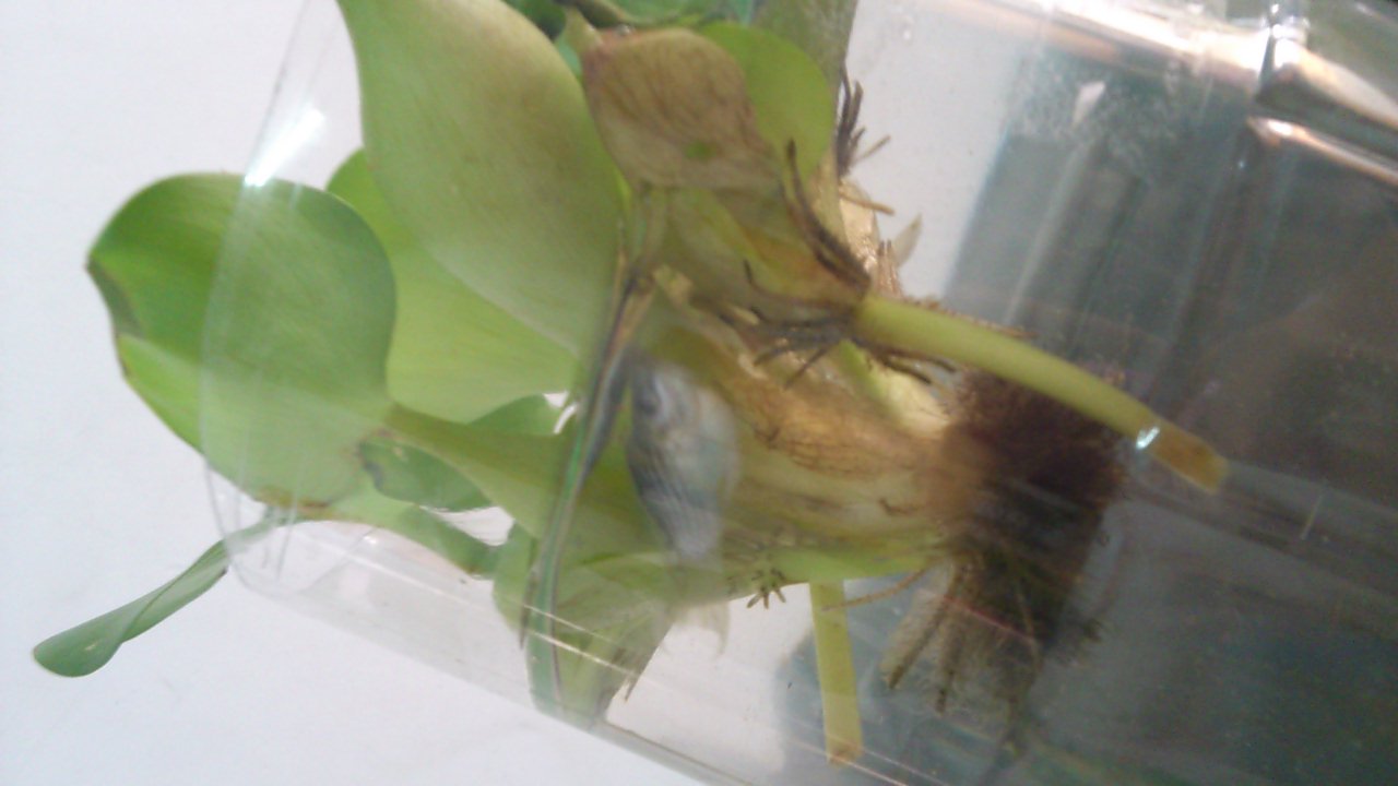 (有图)黑玛丽和皮球玛丽怎么分公母?