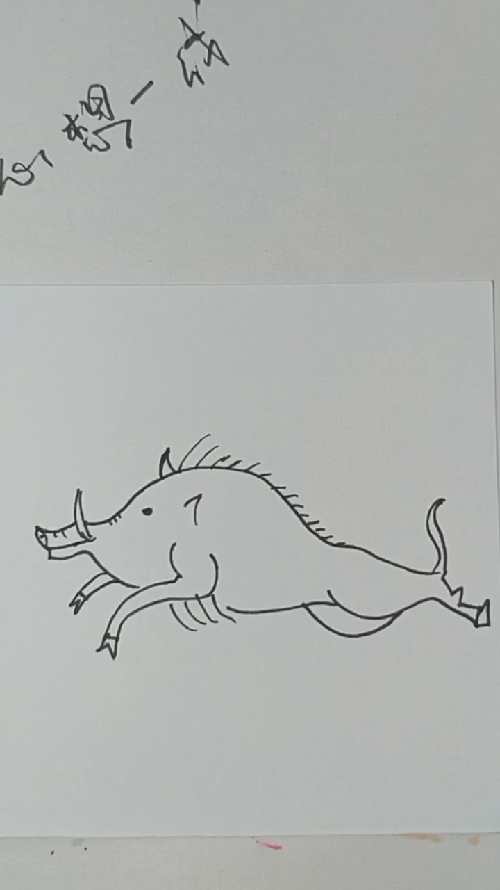 画一头健壮有力的野猪