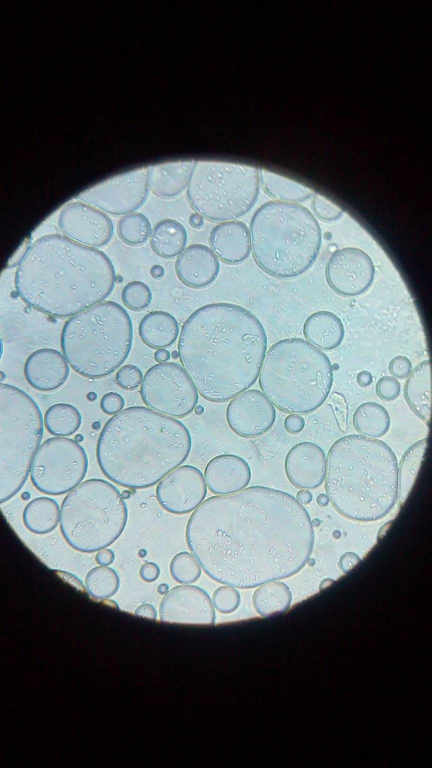 请问大家这是狗狗的卵子 这是刚开始吗 等到他变碎了才能交配吧