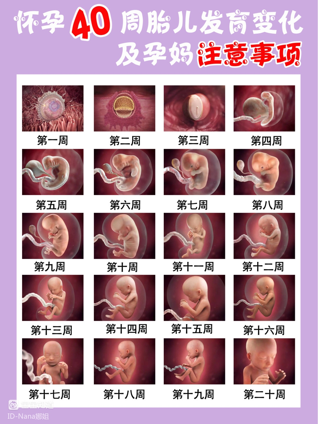 怀孕44天胎儿图图片