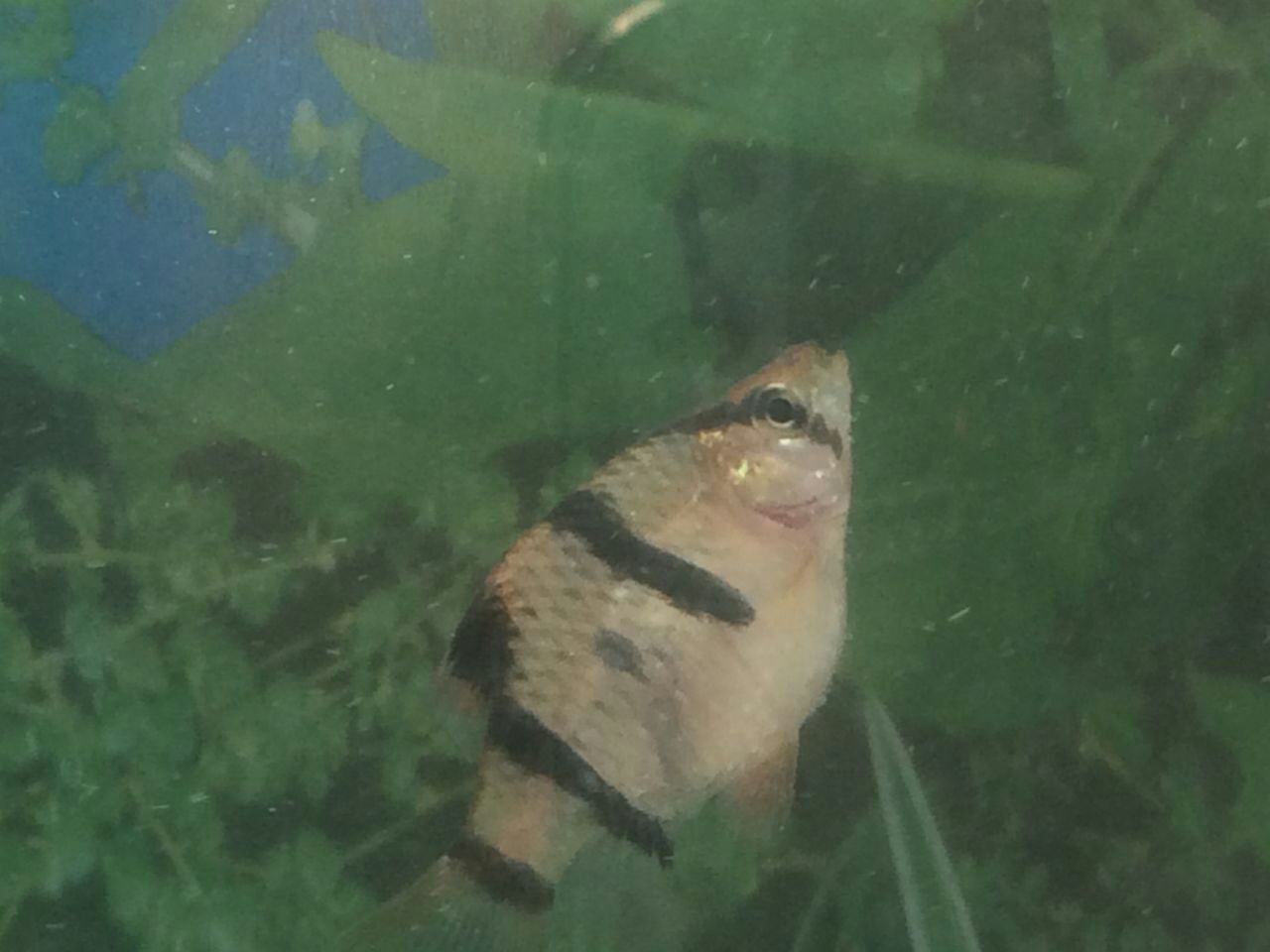 虎皮鱼是不是怀孕了