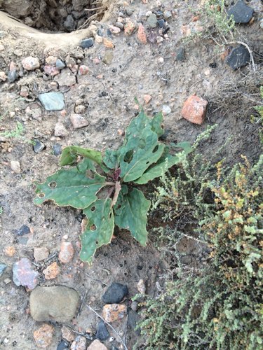 起初我以为是锁阳,后面看不像!烤来吃味略苦味甘!挖了一盆