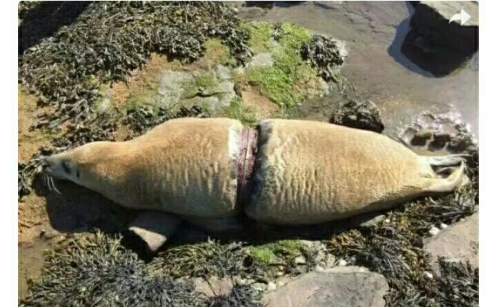 17楼 也是去年,在英国纽卡斯尔的海边,人们发现了一头奄奄一息的海豹