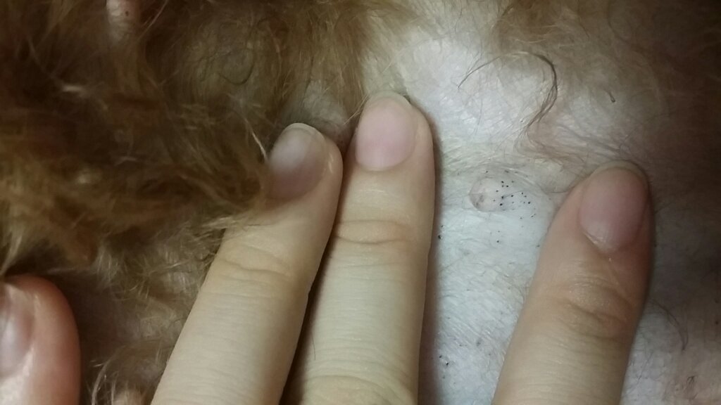 狗狗乳头周围长了好多小黑点,这是啥啊?