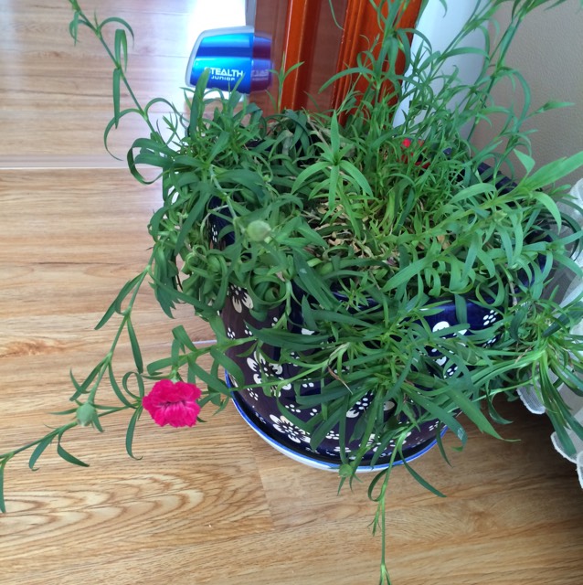 楼主 羊洋妈妈 宝宝4岁8个月30天lv.