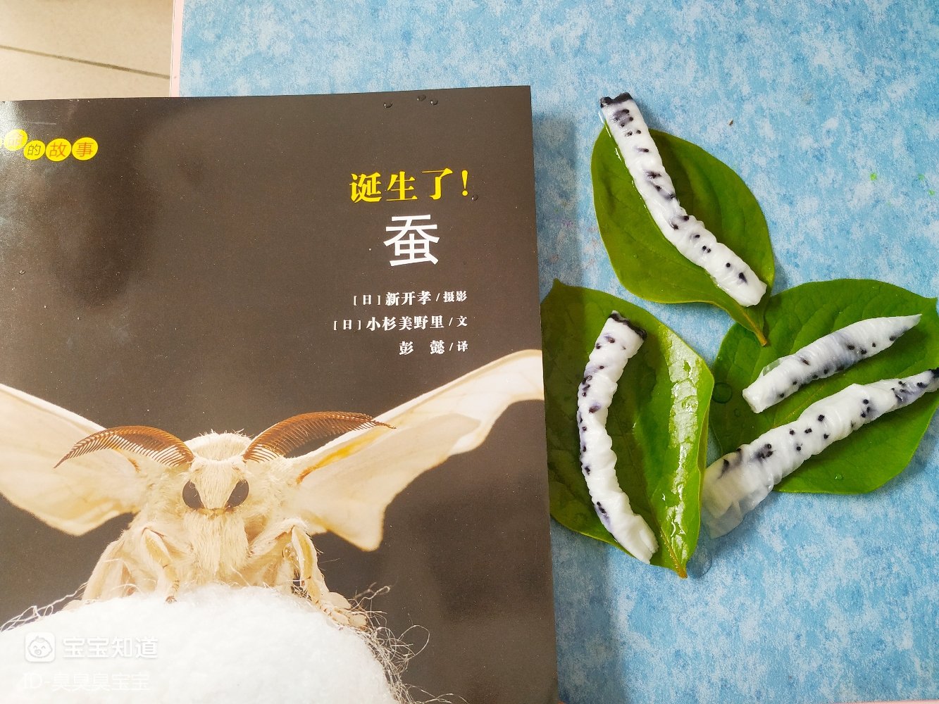 [阅读打卡]蚕宝宝长大了，《诞生了！蚕》解读生命的故事 - 百度宝宝知道