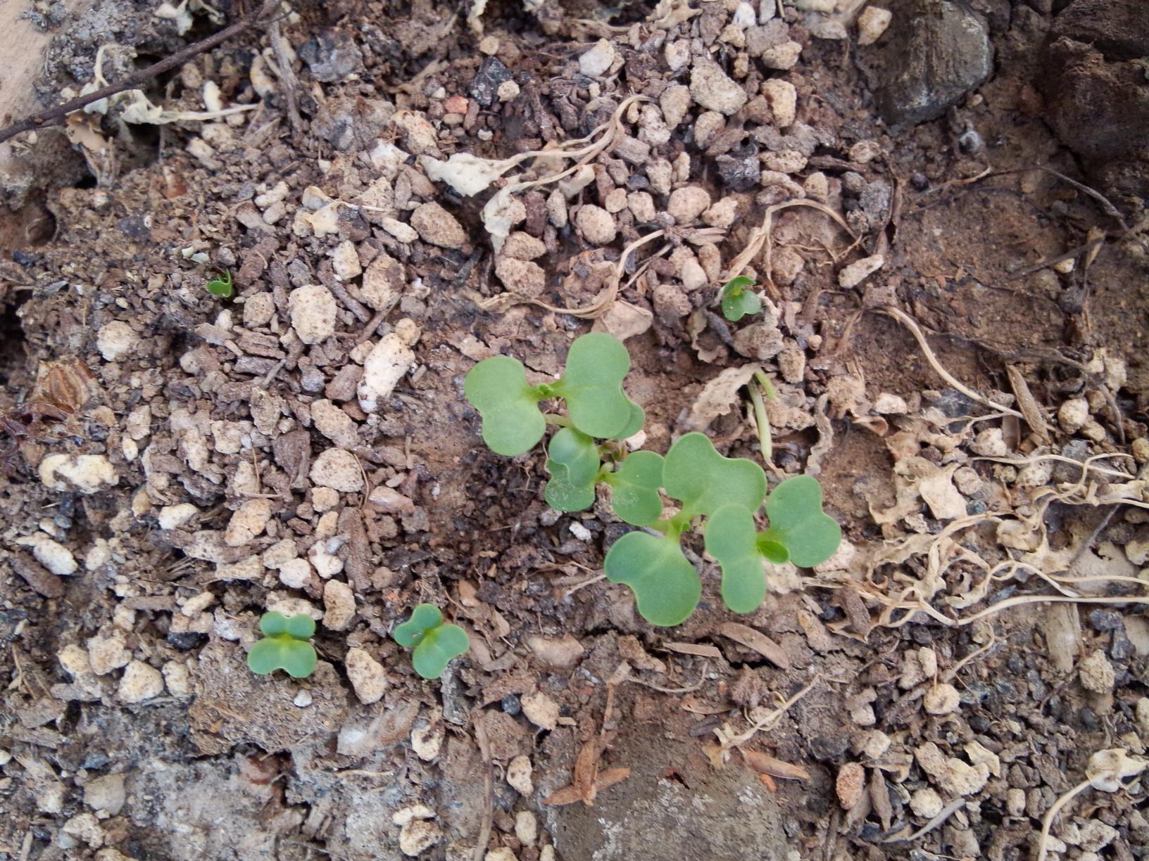 热 精 奶粉罐种菜