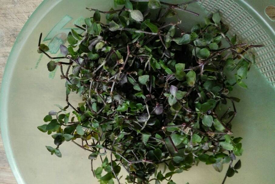 别人送的说是小叶金线莲,可以炖汤给小孩喝,可味道跟金线连都不一样