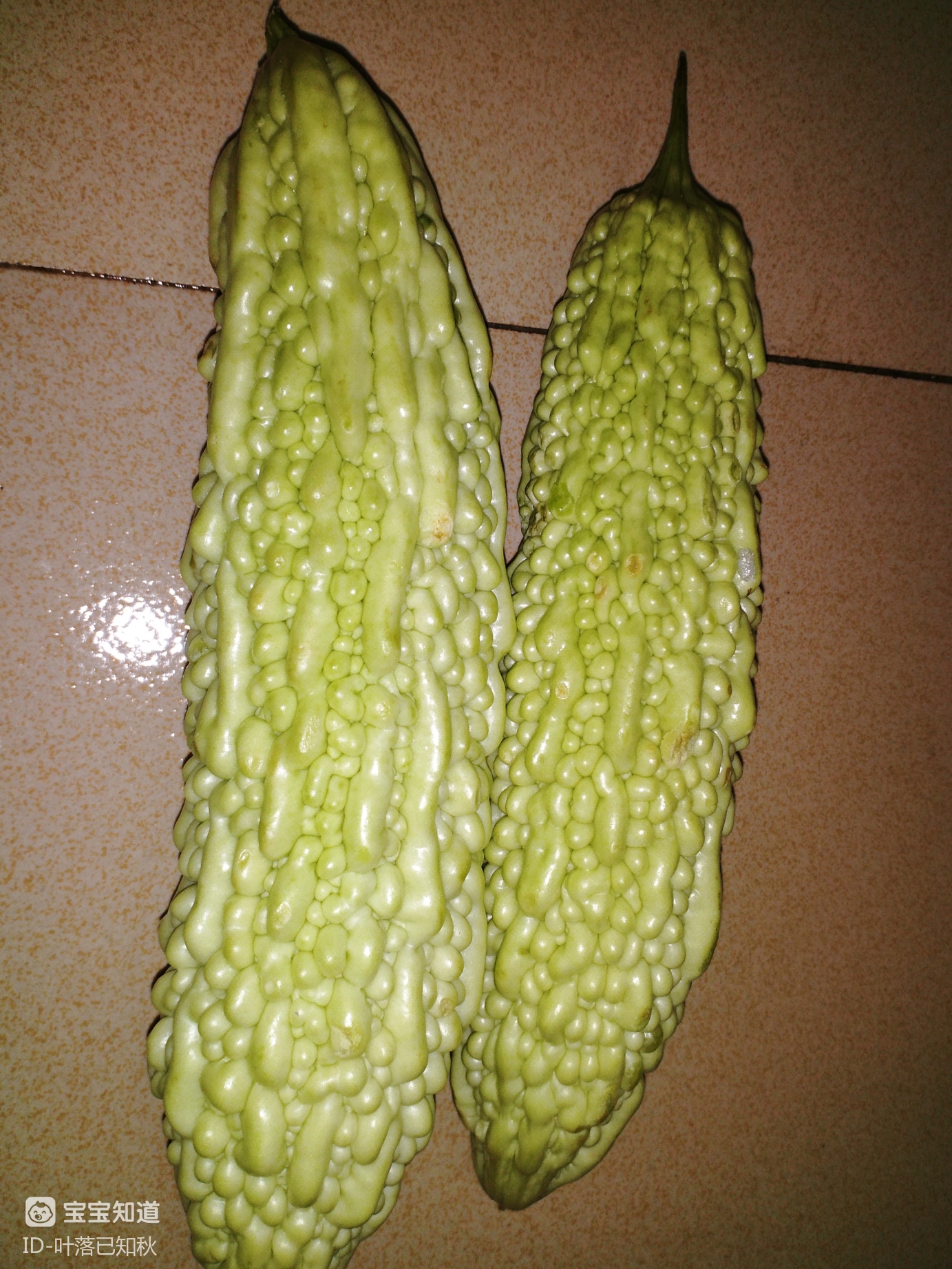 今日账单特意去买的珍珠苦瓜