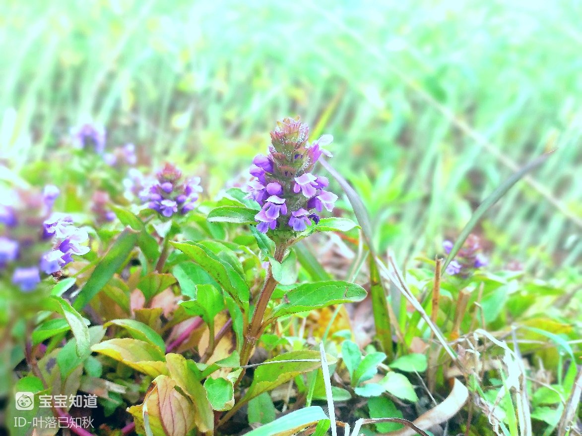 [花花世界]见过夏枯草，那你见过夏枯草开的花吗？