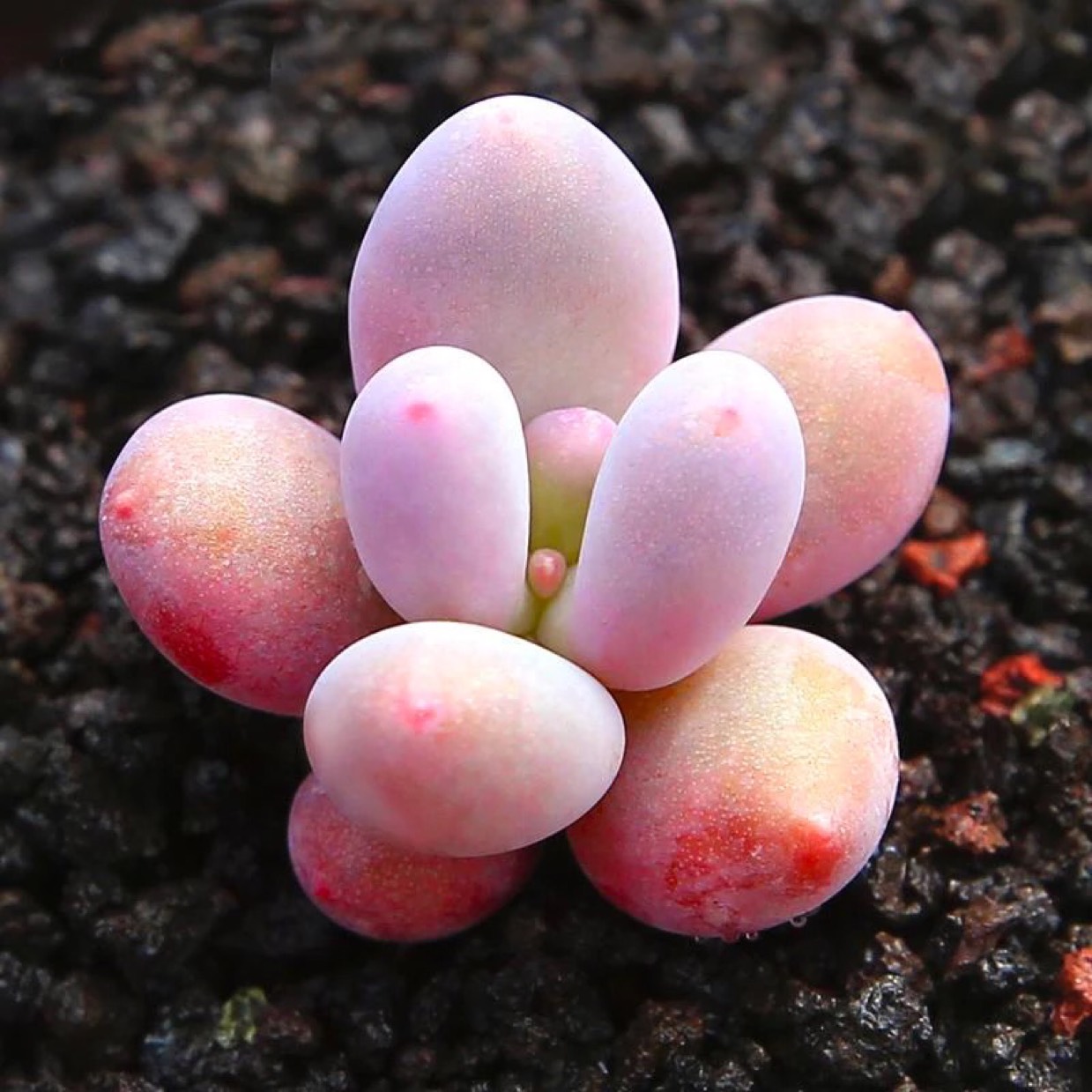 小瘦纸的小胖子 宝宝2岁1个月1天lv.