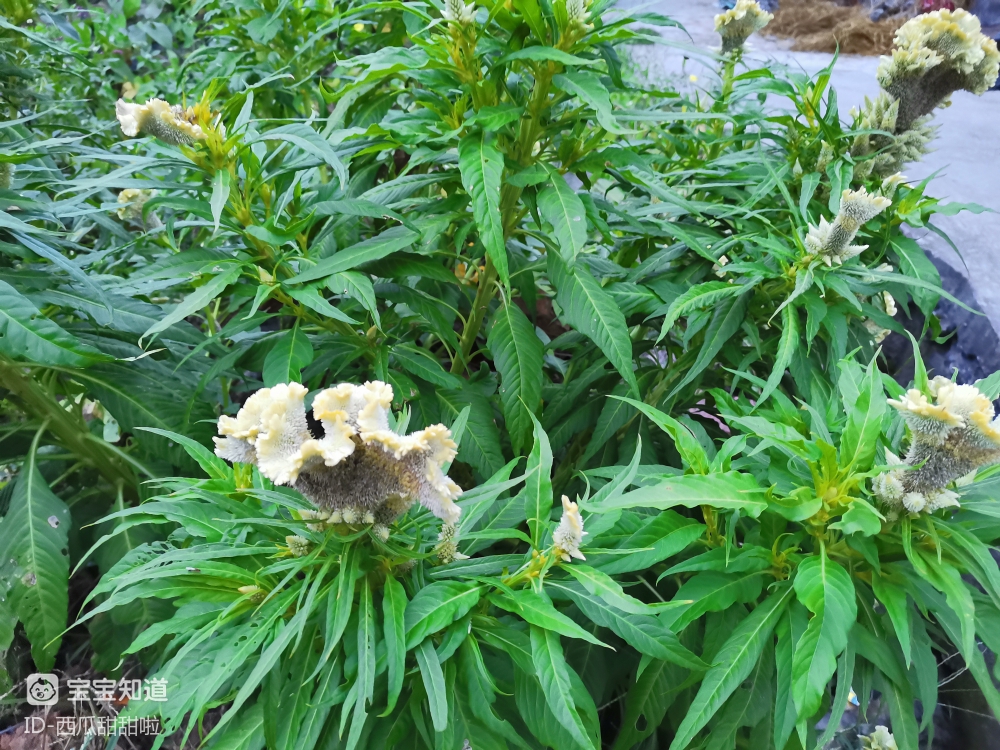 终于见到传说中的白色鸡冠花