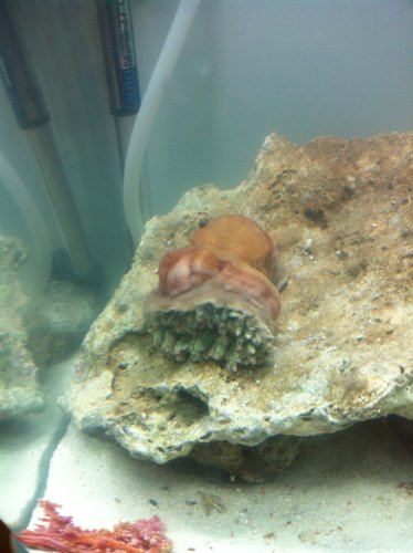 奶嘴海葵怎样了?死了吗?