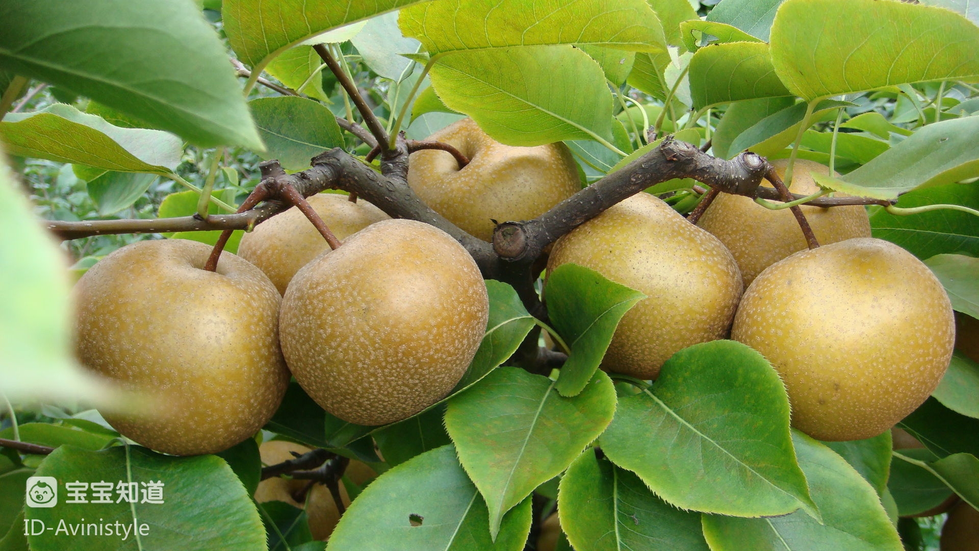 远嫁回家带着熊熊去山上摘梨吃