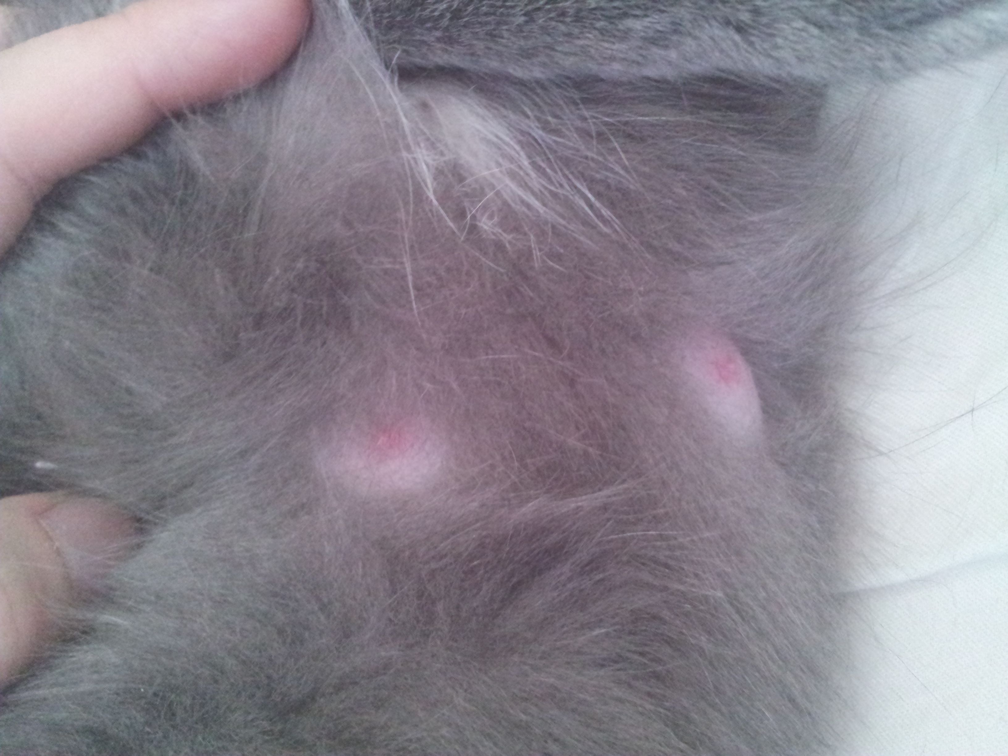 猫咪怀孕乳头-图库-五毛网