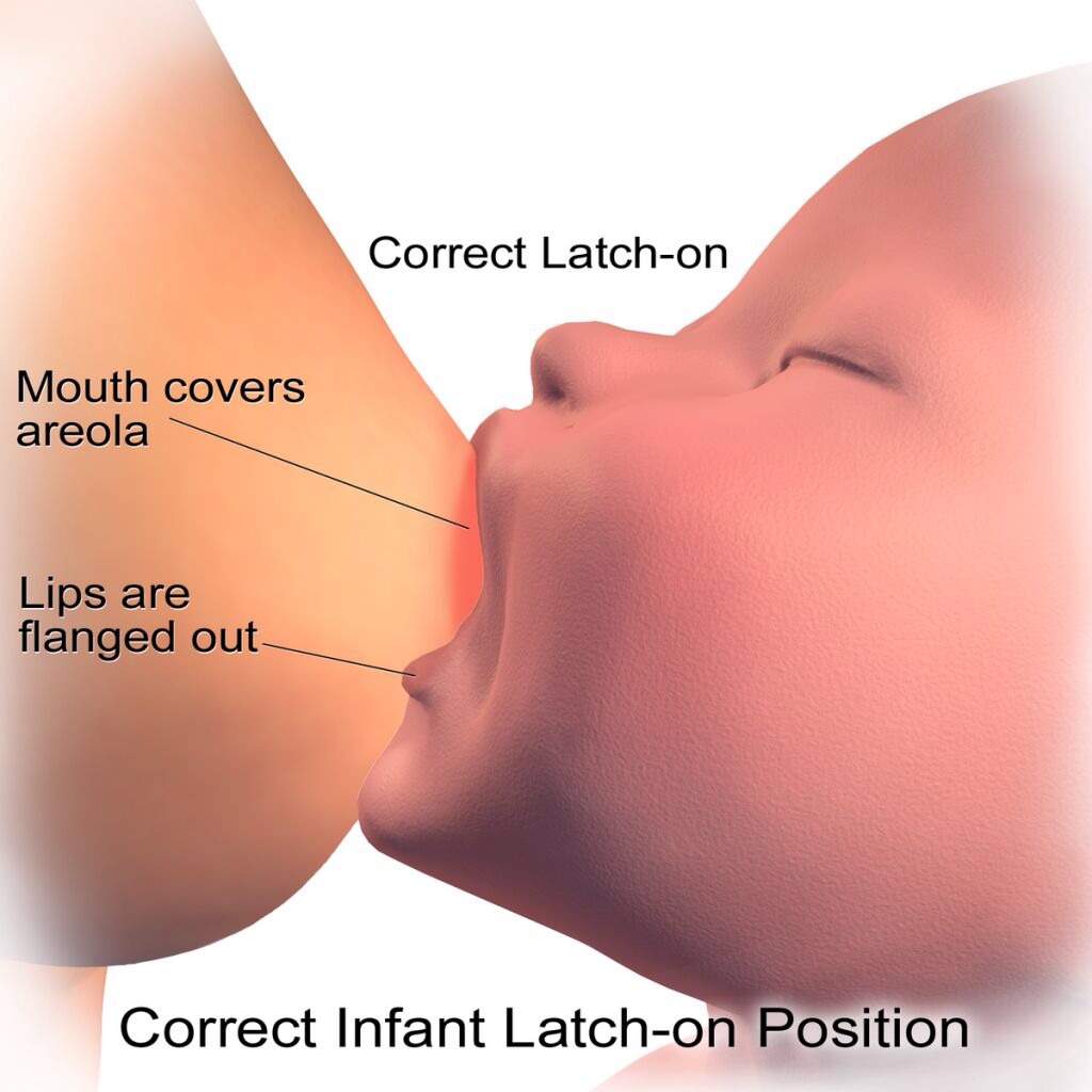 正确的衔乳姿势应让宝宝含住大半个