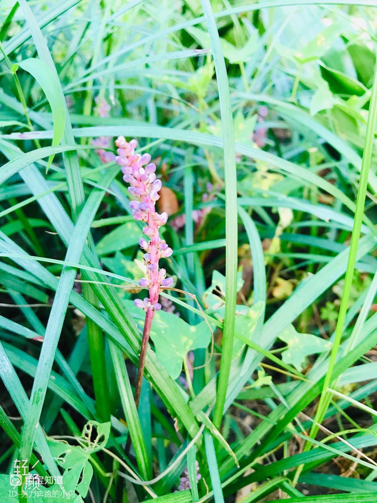 夏天日记漂亮的阔叶山麦冬