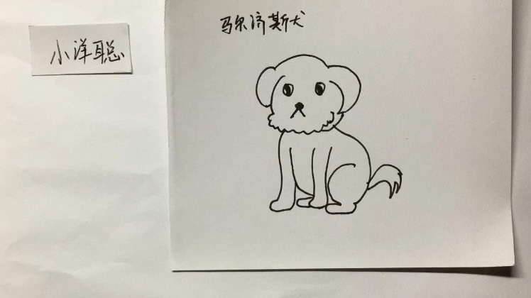 简笔画:一只马尔济斯犬