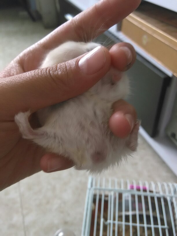 我的仓鼠怀孕了吗?? - 百度宝宝知道