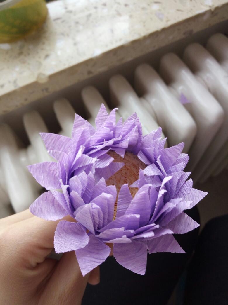 大丽花