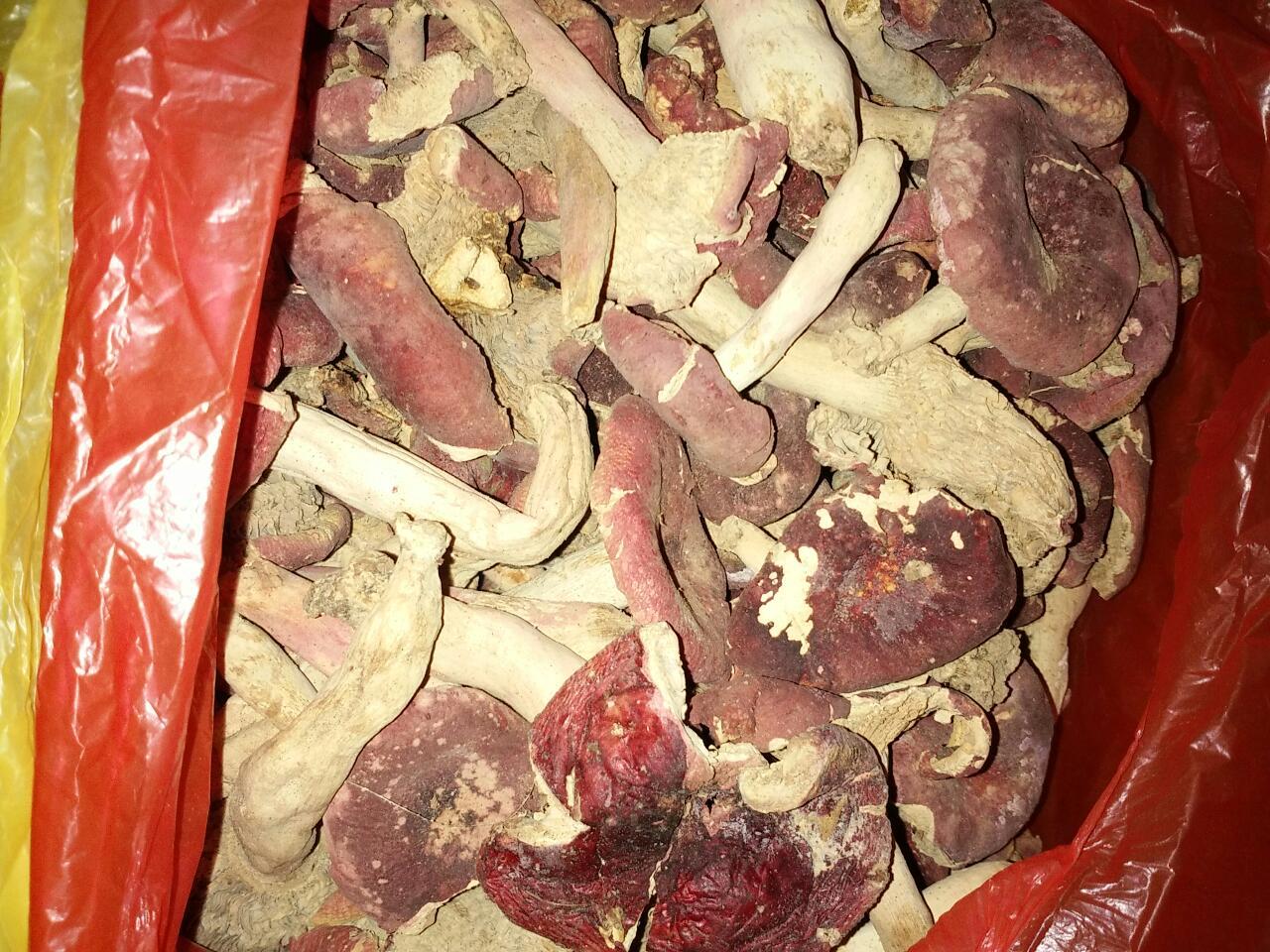 10 18楼 我们这边月子也是要吃红菇 12楼 宝加油:红菇我们这里山上有