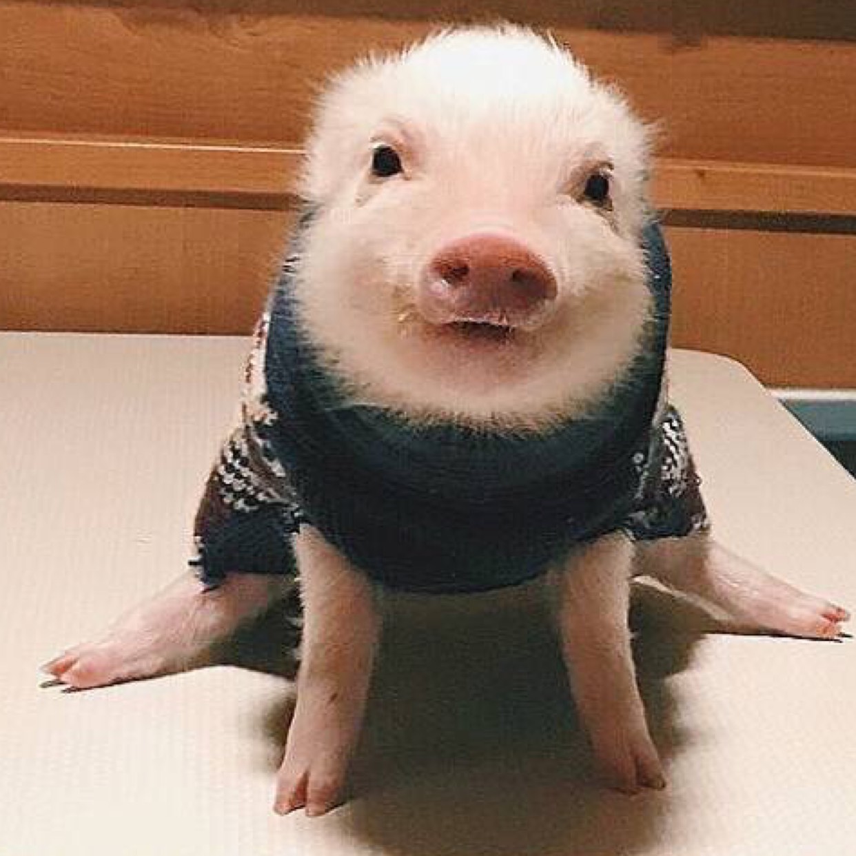 其实哈哈哈哈哈哈胖胖的挺好