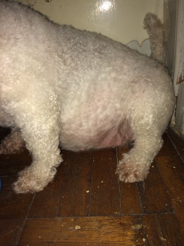 狗狗的肚子这么大是怀孕了嘛,还是太胖了