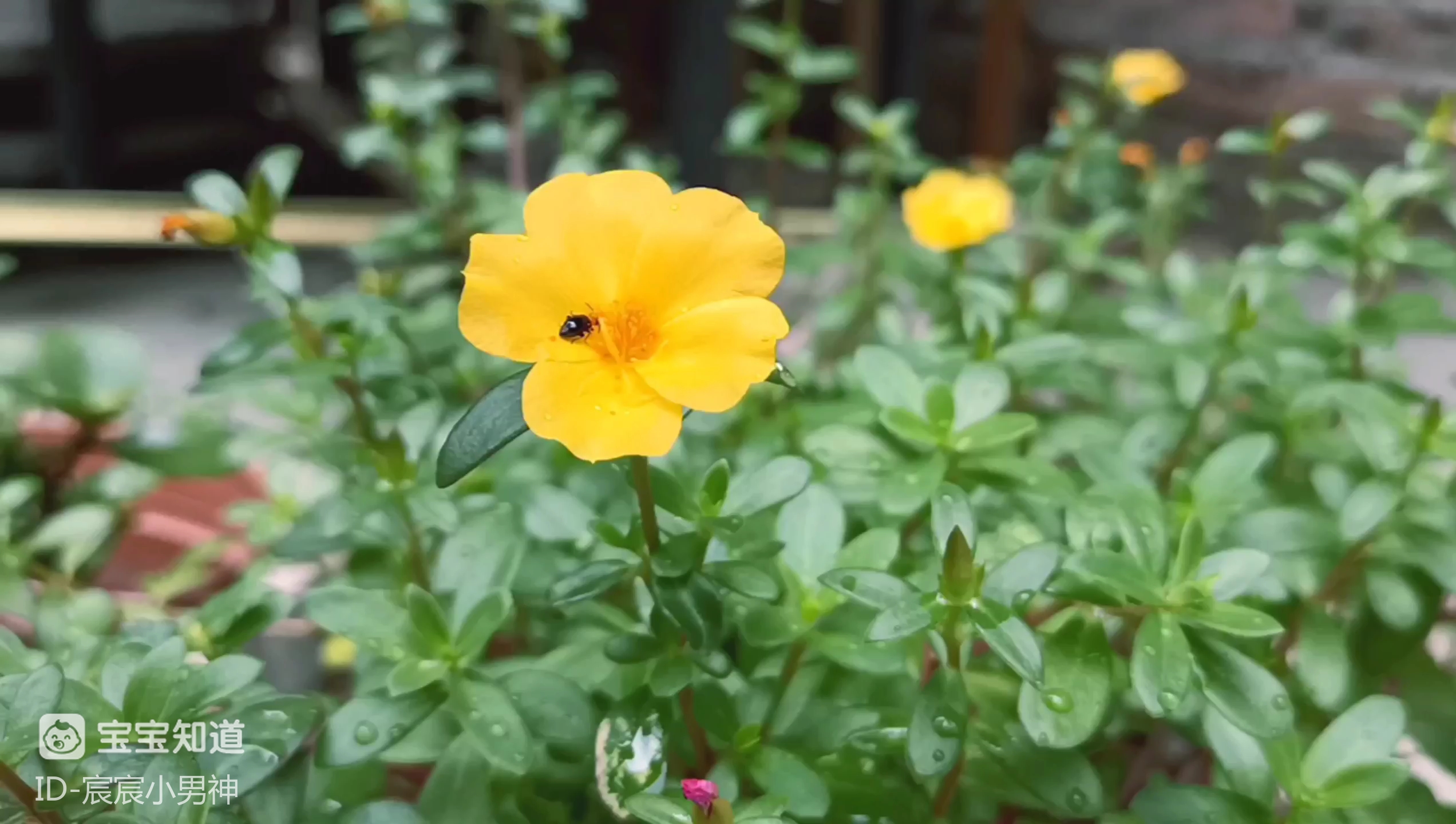 [植物魅力]捕捉花瓣上的小虫子