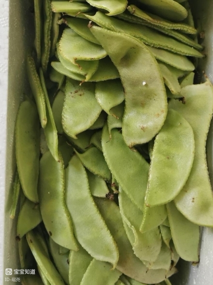 今日账单买了梅豆和冬瓜