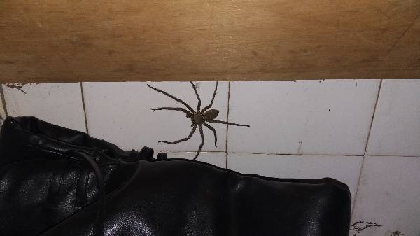 谁知道这是什么蜘蛛,是否有毒,在家里鞋柜发现的,吓死宝宝了,很大,脚