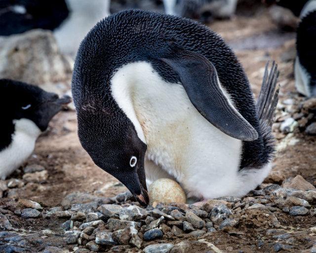 [电影推荐]《波普先生的企鹅》