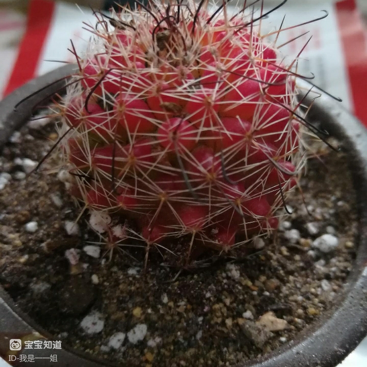 耐旱花卉红娜丸仙人球耐旱漂亮