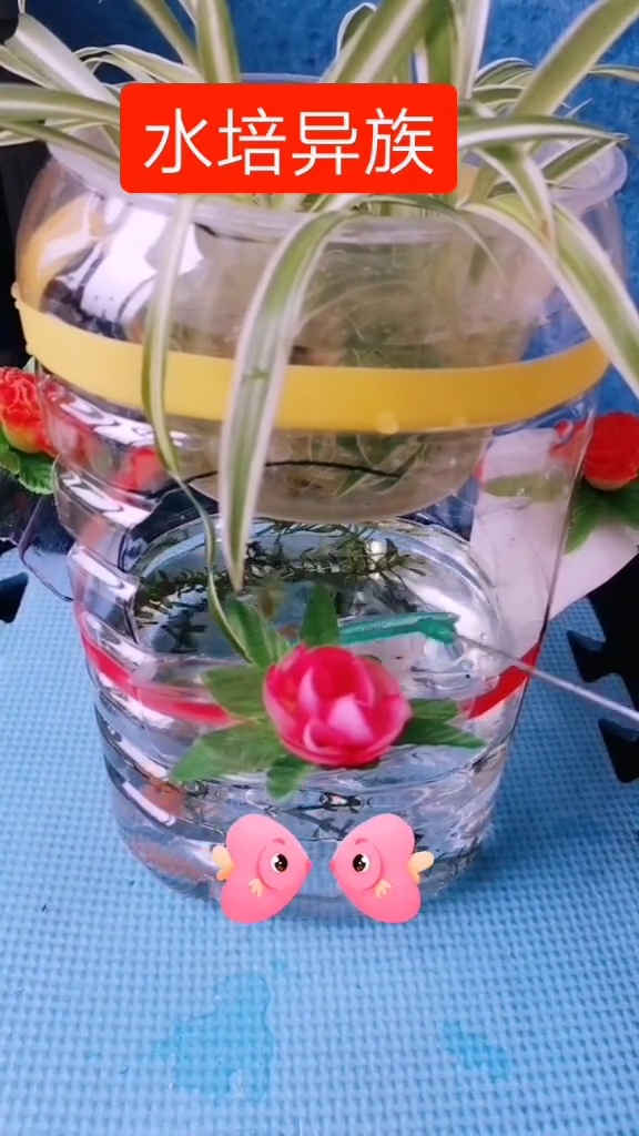[戏精妈妈]自己做鱼缸,上面养花,下面养鱼
