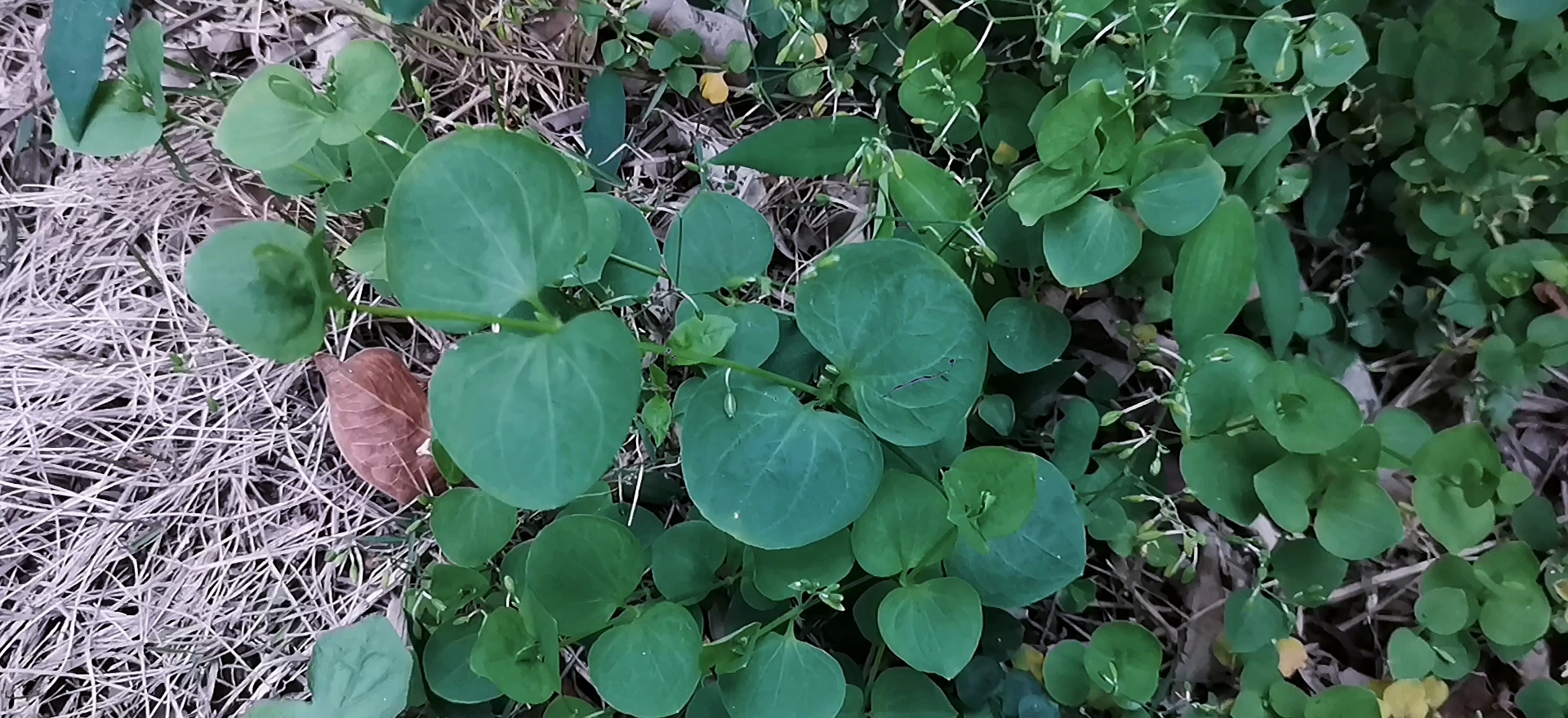 它叫荷蓮豆草,跟荷蘭豆植株長的有點像呀