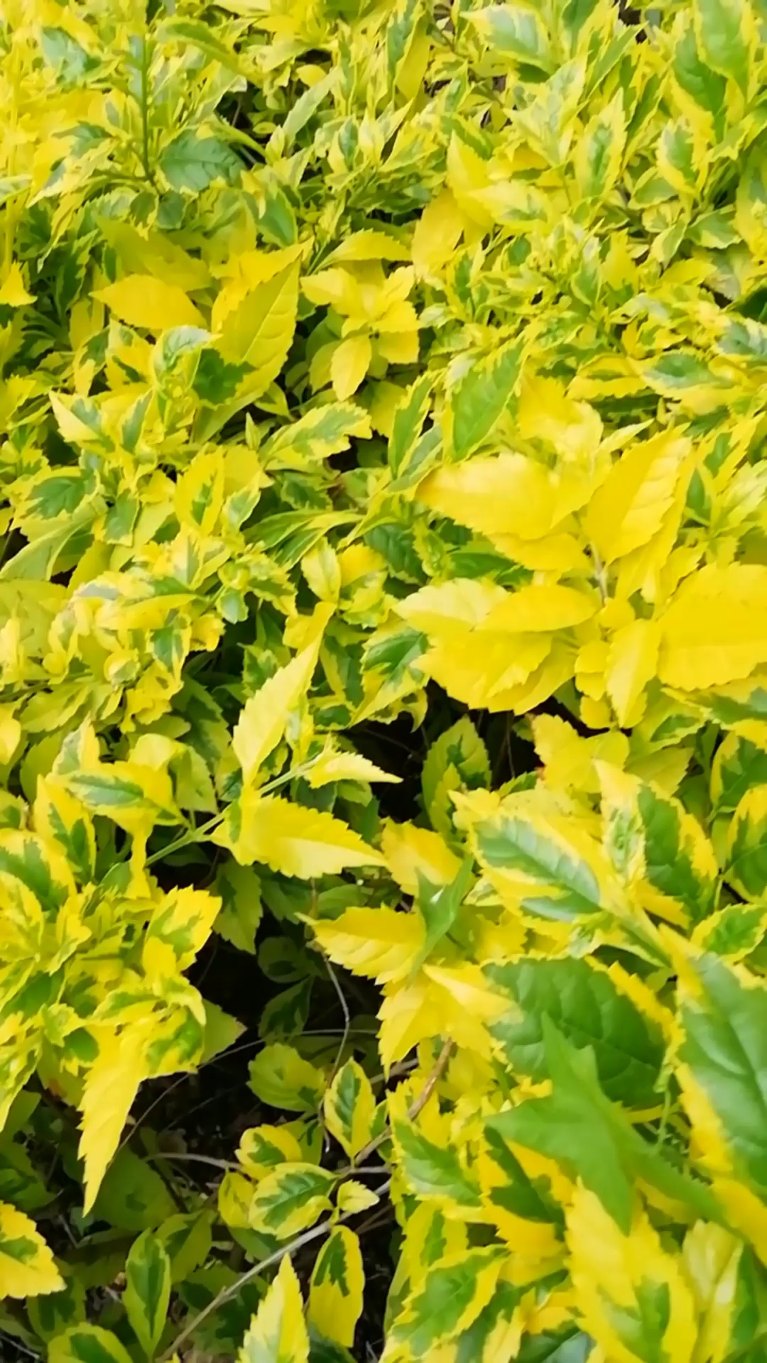 金边树叶品种图片
