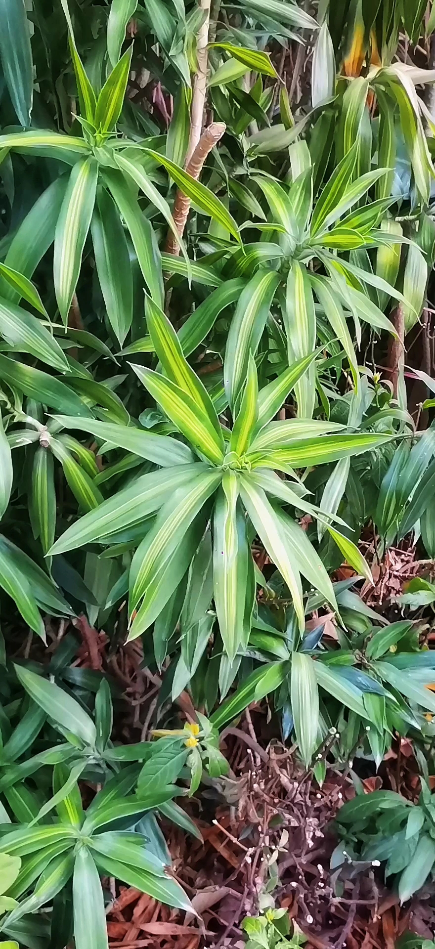 黄金百合竹,植株漂亮,很适合庭院种植